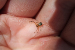 Diaea ambara