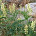 Pomona Milkvetch - Photo (c) 2010 Steven Thorsted, some rights reserved (CC BY-NC)