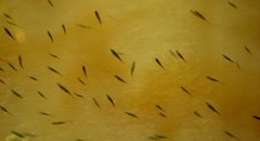 Gasterosteus aculeatus