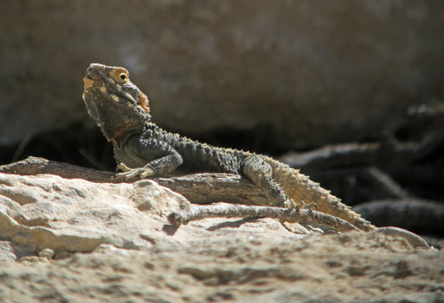 Egyptian Rock Agama