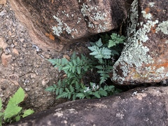 Myriopteris wrightii