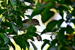 Vireo bairdi