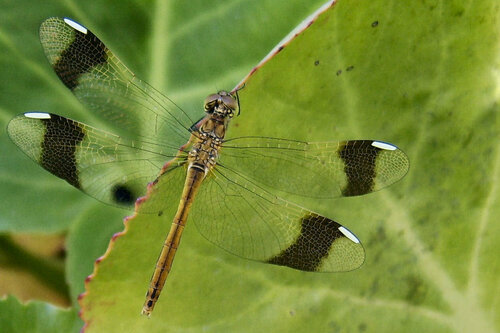 Banded Darter, photo 3 of 10