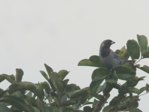 Black-faced Tanager (Schistochlamys melanopis), photo 4