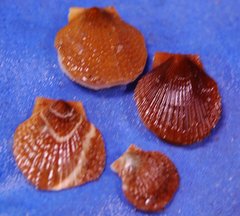 Placopecten magellanicus