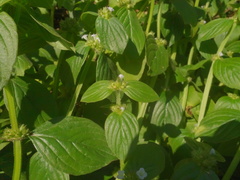Spermacoce latifolia