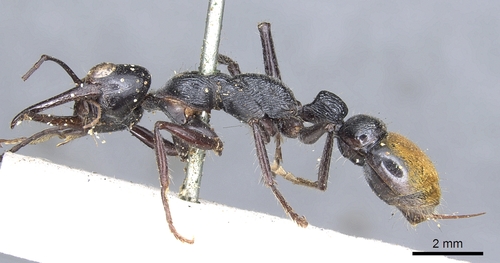Toothless bull ant photo 4