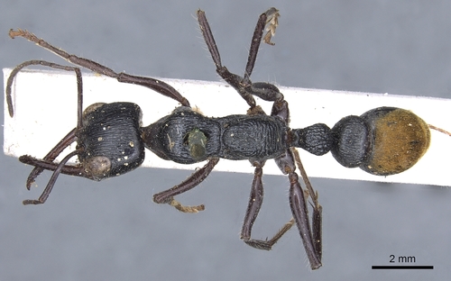 Toothless bull ant photo 5