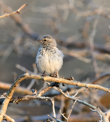 Crithagra atrogularis