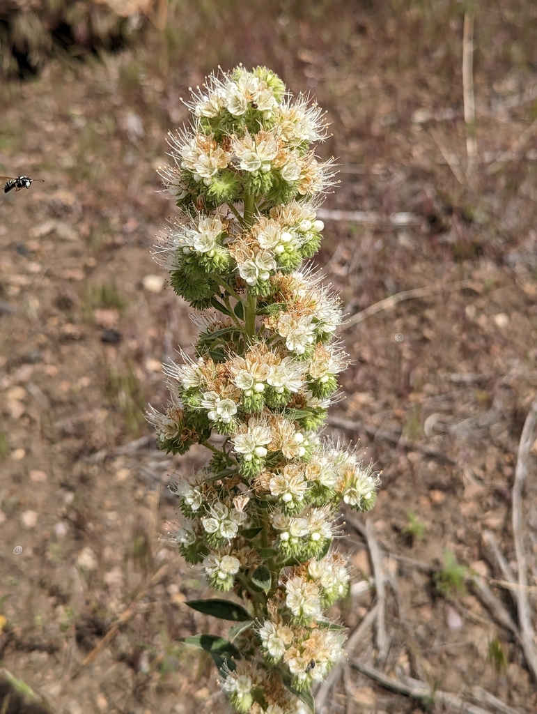 virgate scorpionweed