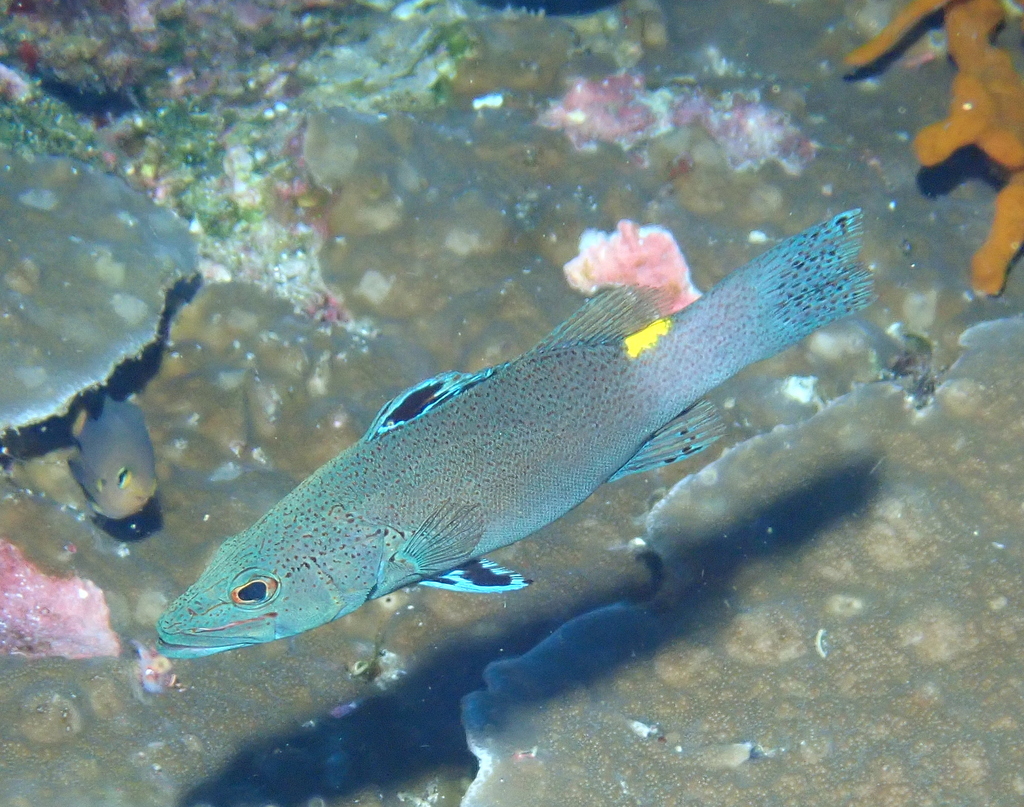 Arrow-headed Soapfish
