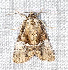 Alophosoma emmelopis
