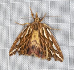 Meyrickella torquesauria