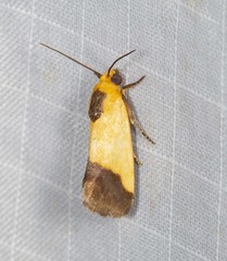 Acontia thapsina