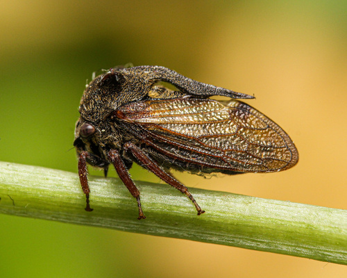Horned Treehopper photo 5