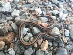 Oligodon octolineatus