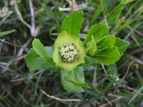 Image of Enydra fluctuans by (c) Eduardo Luis Beltrocco, some rights reserved (CC BY)