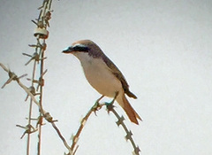 Lanius phoenicuroides
