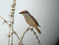 Lanius phoenicuroides