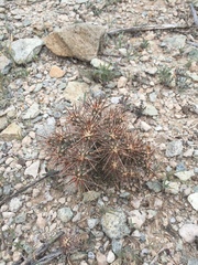 Grusonia kunzei