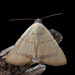 Eulepidotis micca - Photo (c) Alejandro Lopez @junglediamonds, μερικά δικαιώματα διατηρούνται (CC BY-NC), uploaded by Alejandro Lopez @junglediamonds