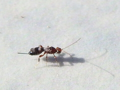 Doryctinae