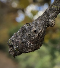 Andricus chrysolepidicola