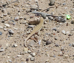 Acanthodactylus opheodurus