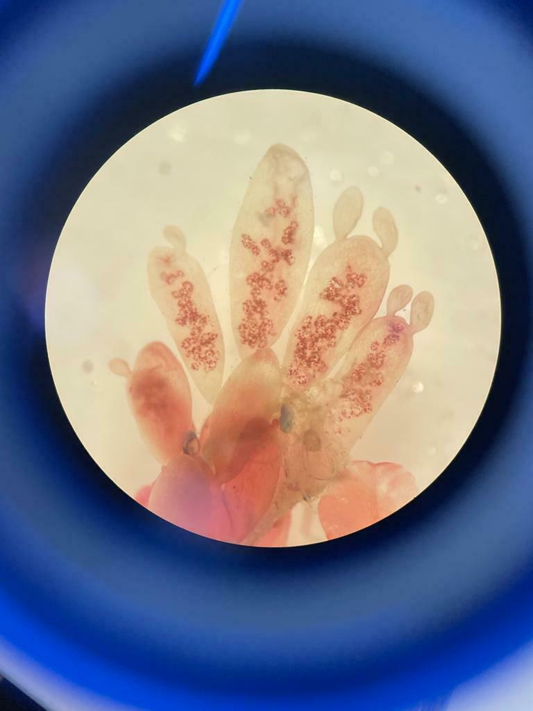 Lomentaria orcadensis