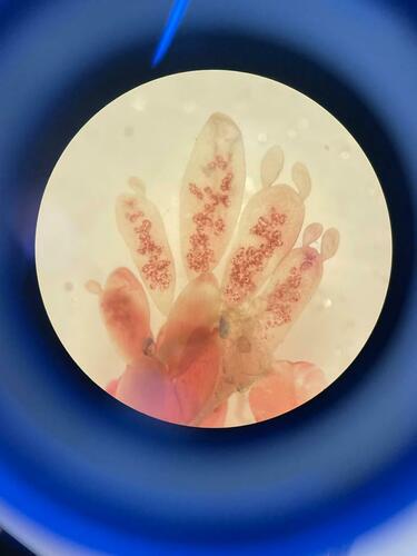 Lomentaria orcadensis