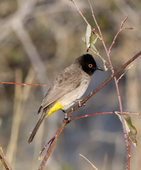 Pycnonotus nigricans