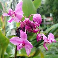 Spathoglottis