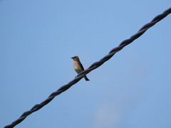 Bombycilla cedrorum image