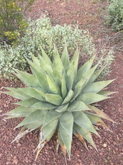 Agave simplex