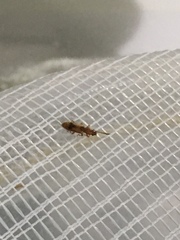 Cryptamorpha desjardinsi