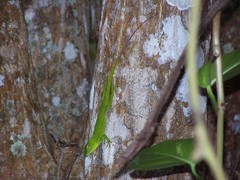 Anolis garmani