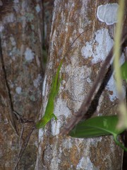 Anolis garmani
