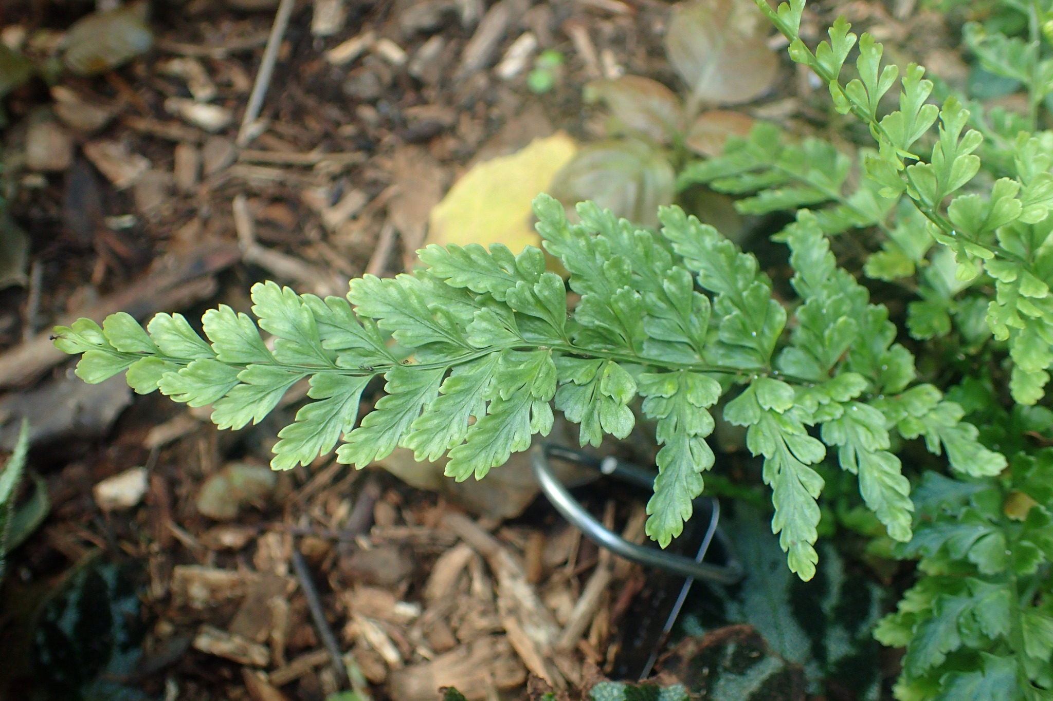 Asplenium plenum
