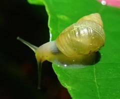 Bulimulidae