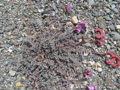 Astragalus nutzotinensis