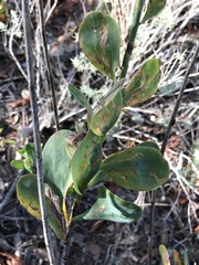 Polygonella macrophylla