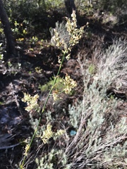 Polygonella macrophylla