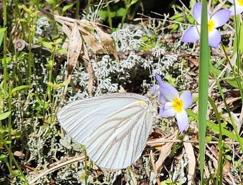 Mustard White photo 4