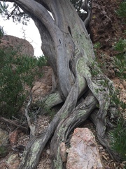 Juniperus arizonica
