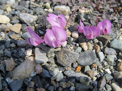 Astragalus nutzotinensis