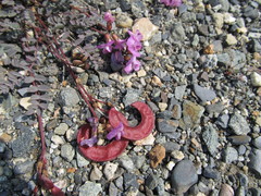 Astragalus nutzotinensis