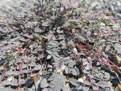 Astragalus nutzotinensis