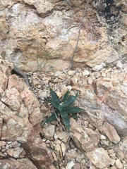 Agave simplex