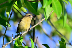 Coereba flaveola caboti