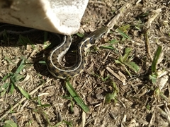 Thamnophis bogerti